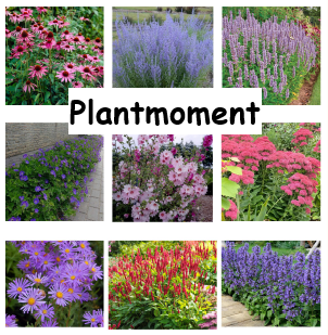 Groen in Echteld plantmoment